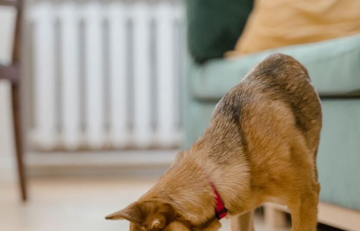 How to Choose Safe and Useful Pet Products